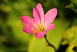 Zephyranthes grandiflora (26) 1200.jpg