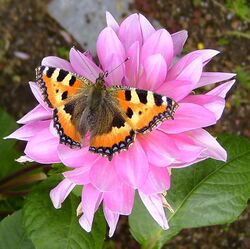 'Aglais urticae' 5.JPG