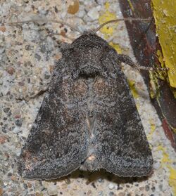 -10368 – Lacinipolia meditata – Thinker Moth (14994343480).jpg