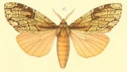 06-Pseudonotodonta virescens (Möschler, 1887).JPG