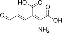 Skeletal formula of 2-amino-3-carboxymuconic semialdehyde