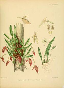 A hand-book to the flora of Ceylon (Plate LXXXVIII) (6430662843).jpg