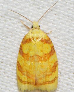 Acleris albicomana – Red-edged Acleris Moth.jpg