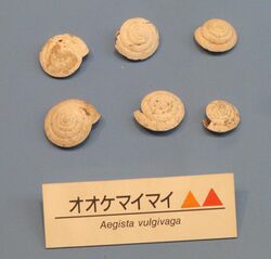 Aegista vulgivaga - Osaka Museum of Natural History - DSC07742.JPG