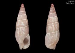 Aesopus clausiliformis (MNHN-IM-2000-6386).jpeg