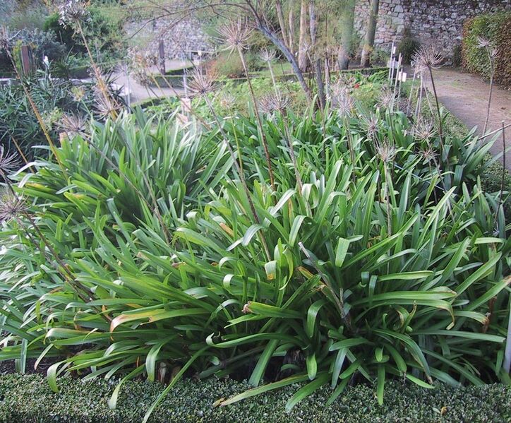 File:Agapanthus praecox liliaceae (agapanthe).JPG