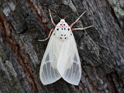 Amerila rubripes Moth 5071.jpg