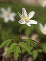 A wood anemone in flower,