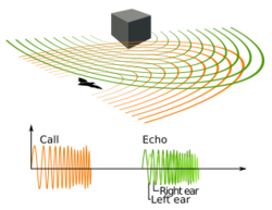 Animal echolocation.svg