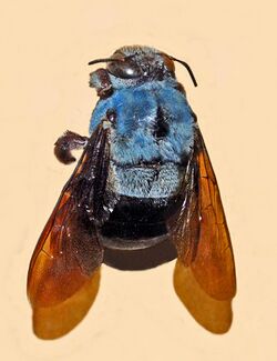 Apidae - Xylocopa caerulea.JPG