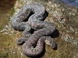Arafura File Snake (Acrochordus arafurae) (8691271511).jpg