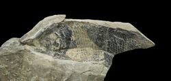 Archaeolepidotus leonardii - Holotype.jpg