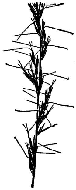 Aristida longespica HC-1950.png