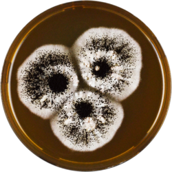 Aspergillus costaricaensis meaox.png