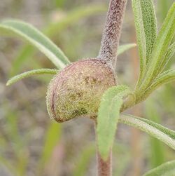 Asphondylia helianthiglobulus gall.jpg