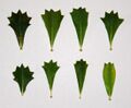Eight leaves, arranged in a four-by-two grid, on a white background. All are wedge-shaped, tapering to a point at the bottom, and a zigzag pattern at the top. The degree and shape of flare varies, as does the number of teeth.