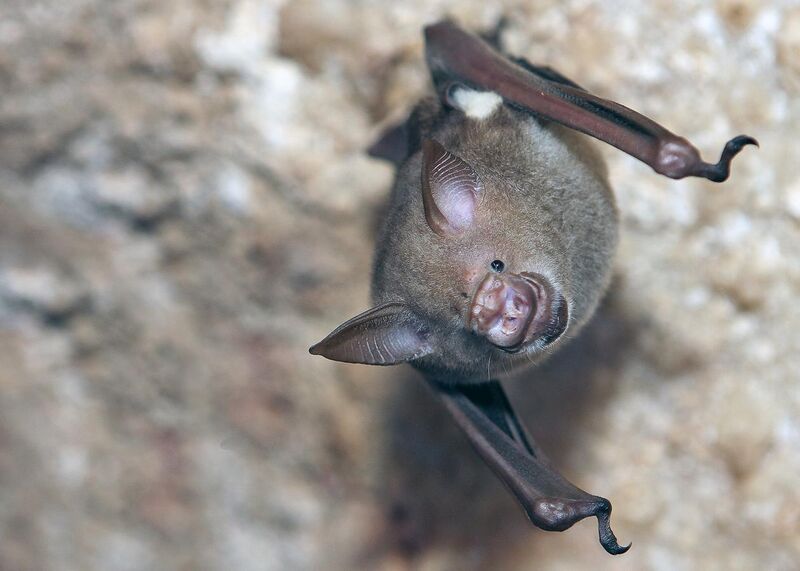 File:Bat in a Cave.jpg