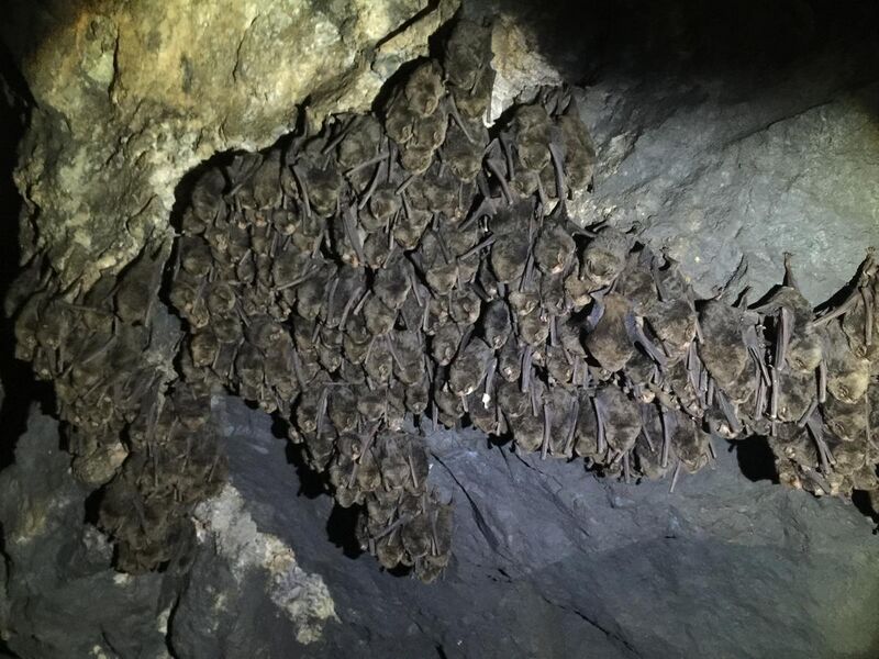 File:Bat in mine JAPAN.jpg