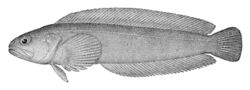 Bathymaster caeruleofasciatus.jpg