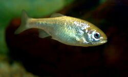 Beautiful Shiner, juvenile, Cyprinella formosa.jpg