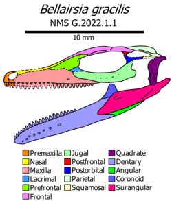 Bellairsia skull diagram.png
