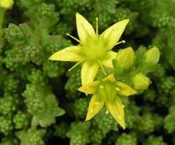 Biting stonecrop close 800.jpg