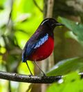 Black-crowned Pitta (Erythropitta ussheri).jpg