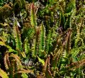 Blechnum penna-marina 1.jpg