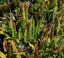 Blechnum penna-marina 1.jpg