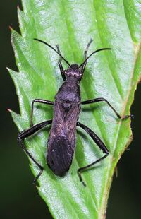 Broad-headed Bug - Alydus eurinus, Julie Metz Wetlands, Woodbridge, Virginia.jpg