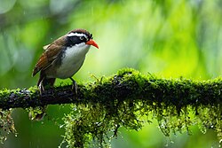 Brown-crowned Scimitar-Babbler 0A2A6063.jpg