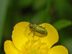Buprestidae - Anthaxia nitidula - male.JPG