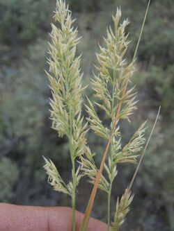 Calamagrostis montanensis.jpg