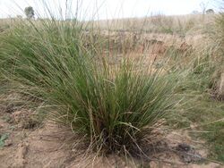 Carex appressa (3438025070).jpg