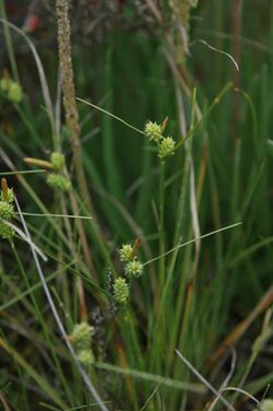 Carex extensa (1).jpg