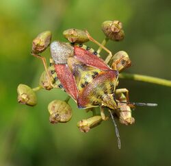 Carpocoris purpureipennis qtl1.jpg