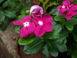 Catharanthus roseus 82.jpg