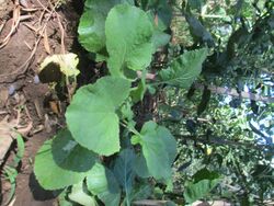 Cavuliceddu - Brassica fruticulosa plant 2.JPG
