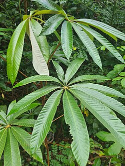 Cecropia sciadophylla 280086071.jpg