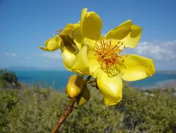 Cochlospermum gillivraei.jpg