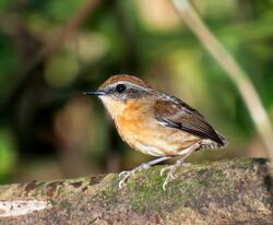 Conopophaga melanops -Vale do Ribeira, Juquia, Sao Paulo, Brazil -female-8.jpg