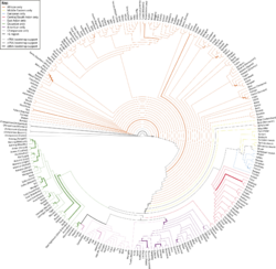 Consensus neighbor-joining tree of the 249 human populations and six chimpanzee populations.svg