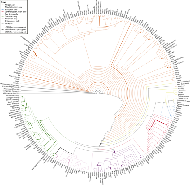 File:Consensus neighbor-joining tree of the 249 human populations and six chimpanzee populations.svg
