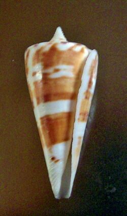 Conus bayani 001.jpg