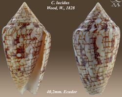 Conus lucidus 1.jpg