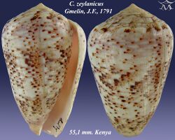 Conus zeylanicus 2.jpg