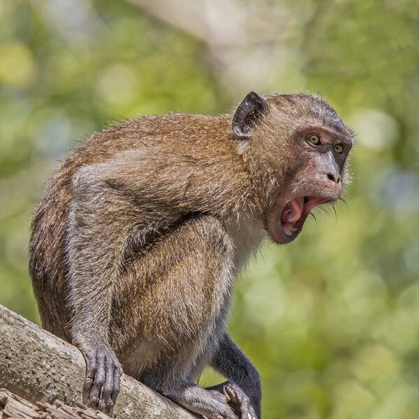 File:Crab-eating macaque (Macaca fascicularis) Phang Nga.jpg