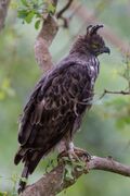 Crested hawk eagle SOP.jpg