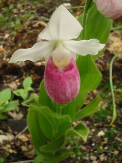 Cypripedium reginae.jpg