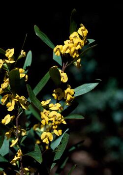 Daviesia suaveolens.jpg